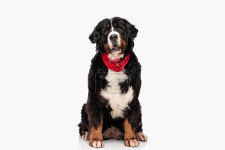 adorable berna shepherd dog with red bandana opening mouth and sitting in front of white background in studio