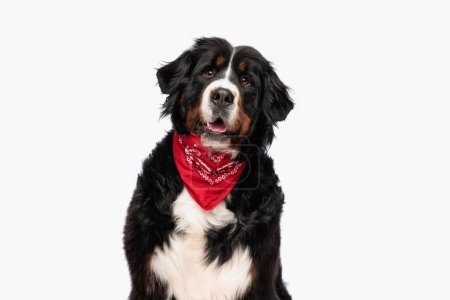 happy berna shepherd dog with red bandana panting with tongue out while sitting on white background in studio