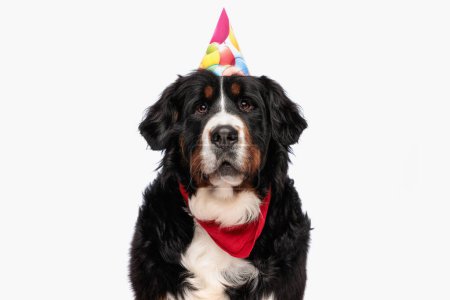 Photo for Cute bernese mountain dog wearing party hat and red bandana while looking up and sitting on white background in studio - Royalty Free Image