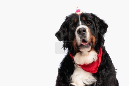 Foto de Feliz perro pastor berna con sombrero de cumpleaños abrir la boca y jadear mientras se sienta delante de fondo blanco en el estudio - Imagen libre de derechos