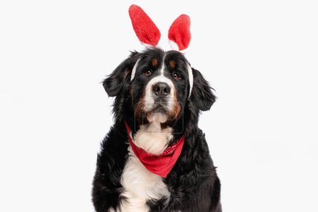 Foto de Precioso perro de montaña bernés con orejas de conejo y bandana roja posando sobre fondo blanco en estudio - Imagen libre de derechos