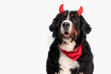 Foto de Feliz bernese perro de montaña con cuernos diablo diadema apertura boca y jadeo en frente de fondo blanco en estudio - Imagen libre de derechos