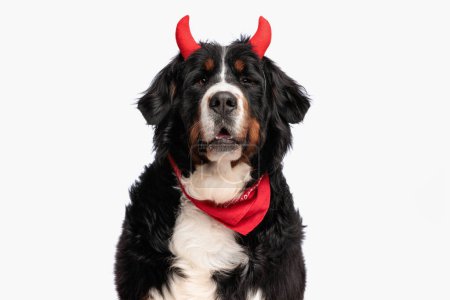 Photo for Sweet berna shepherd with red bandana wearing devil horns headband and posing on white background in studio - Royalty Free Image