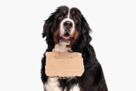 Téléchargez les photos : Adorable berna berger chien avec carton errant sur le cou en regardant vers le haut avec excitation et en attendant l'adoption tout en haletant sur fond blanc - en image libre de droit