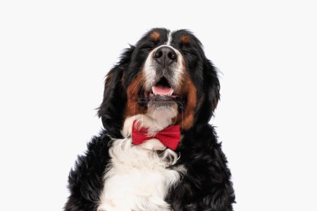 Téléchargez les photos : Heureux berna berger chien avec noeud papillon rouge fermant les yeux, haletant et riant devant fond blanc en studio - en image libre de droit