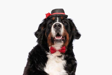 Foto de Precioso perro pastor berna vistiendo corbata roja y sombrero mientras acaricia delante de fondo blanco en el estudio - Imagen libre de derechos