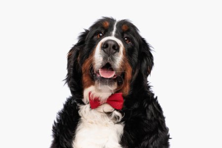 Photo for Elegant berna shepherd puppy wearing red bowtie, looking up and panting with tongue outside while sitting in front of white background in studio - Royalty Free Image