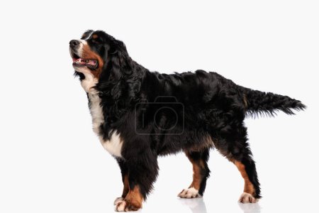 Foto de Feliz perro pastor berna mirando hacia arriba y jadeando con la lengua hacia fuera mientras que de pie delante de fondo blanco en el estudio - Imagen libre de derechos