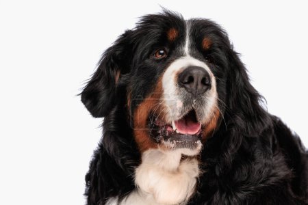 Téléchargez les photos : Portrait de Berna Berna berger doux chien sortant la langue et haletant tout en regardant loin devant fond blanc en studio - en image libre de droit