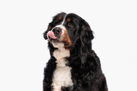 eager berna shepherd dog looking up, licking nose and waiting for food while sitting in front of white background in studio