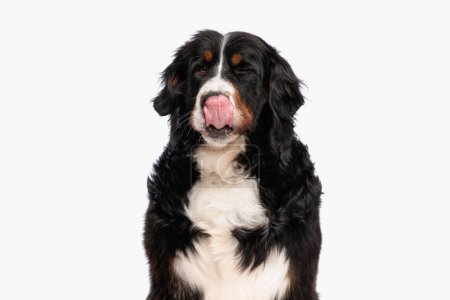 Foto de Lindo pastor berna cachorro sobresaliendo lengua y lamiendo la nariz mientras se sienta delante de fondo blanco en el estudio - Imagen libre de derechos