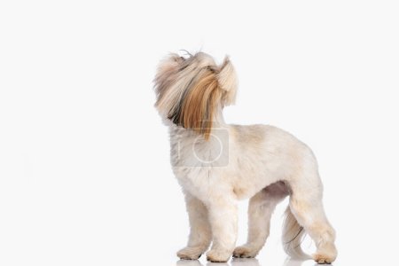 Photo for Beautiful shih tzu puppy standing and looking up in an eager way in front of white background in studio - Royalty Free Image