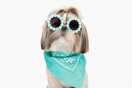 Photo for Cool shih tzu puppy wearing flowers sunglasses and blue bandana and sitting in front of white background in studio - Royalty Free Image