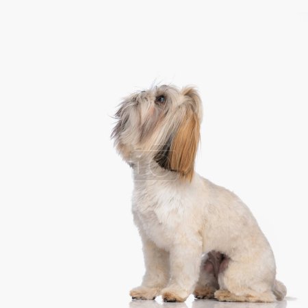 Foto de Dulce pequeño shih tzu perro mirando hacia arriba de una manera curiosa y sentado delante de fondo blanco - Imagen libre de derechos