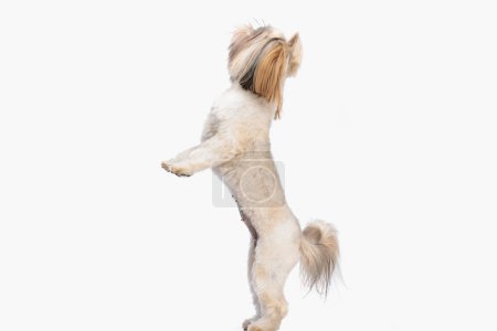 Photo for Side view of eager little shih tzu puppy standing on back legs and looking up in front of white background in studio - Royalty Free Image