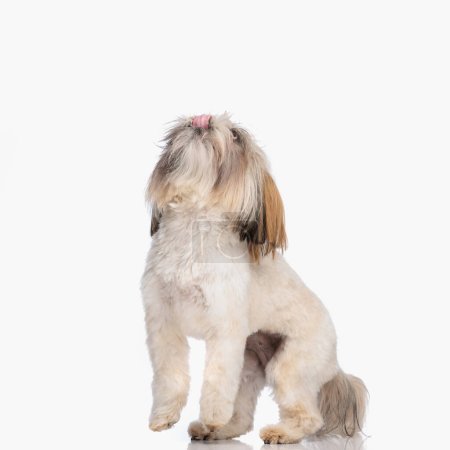 Foto de Impaciente poco shih tzu perro sobresaliendo lengua y lamiendo la nariz mientras mira hacia arriba y de pie en las piernas sobre fondo blanco - Imagen libre de derechos