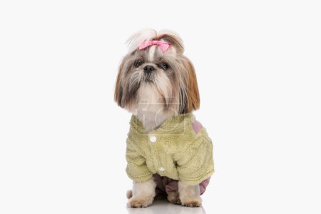 Téléchargez les photos : Beau chien shih tzu veste verte et assis sur fond blanc en studio - en image libre de droit