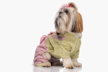 Photo for Sweet little shih tzu dog with green jacket and pink bow looking to side and sitting on white background - Royalty Free Image