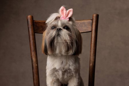 Foto de Dulce poco curioso shih tzu cachorro con arco rosa en la cabeza mirando hacia arriba y sentado delante de fondo de textura beige - Imagen libre de derechos