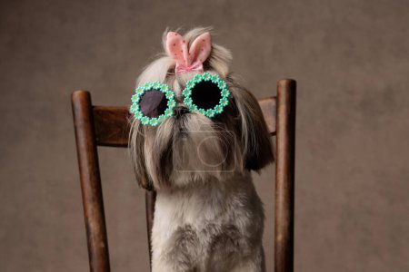 Téléchargez les photos : Mignon petit chien shih tzu avec des lunettes de soleil et arc assis sur une chaise en bois devant fond texture beige en studio - en image libre de droit