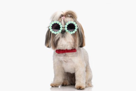Téléchargez les photos : Mignon chien shih tzu élégant avec des lunettes de soleil et noeud papillon rouge assis et posant devant fond blanc en studio - en image libre de droit