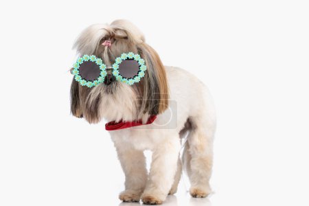Photo for Cool little shih tzu puppy with sunglasses and bowtie standing and posing in front of white background in studio - Royalty Free Image