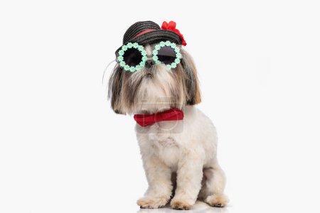 Photo for Adorable shih tzu dog wearing hat, sunglasses and red bowtie and sitting in front of white background - Royalty Free Image