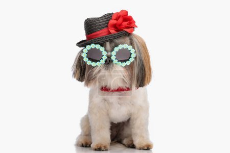 Photo for Cute little shih tzu dog with hat, sunglasses and bowtie looking down and sitting in front of white background in studio - Royalty Free Image