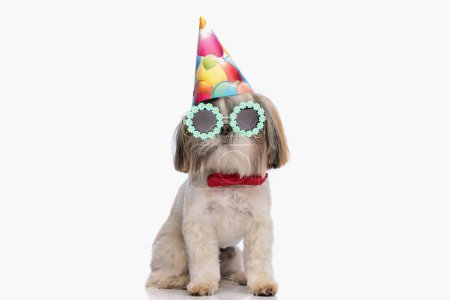 Foto de Adorable shih tzu cachorro con sombrero de fiesta, gafas de sol y pajarita roja celebrando y divirtiéndose sobre fondo blanco en estudio - Imagen libre de derechos