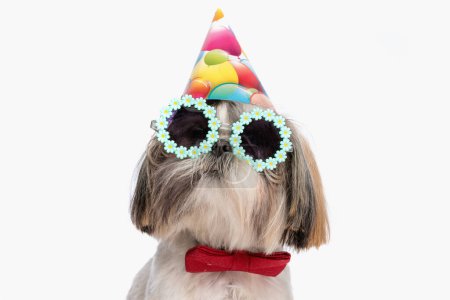 Photo for Portrait of cool shih tzu dog with party hat and sunglasses looking up in front of white background in studio - Royalty Free Image