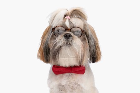 Téléchargez les photos : Élégant shih tzu chien portant des lunettes et noeud papillon rouge posant tout en étant assis en face de fond blanc en studio - en image libre de droit