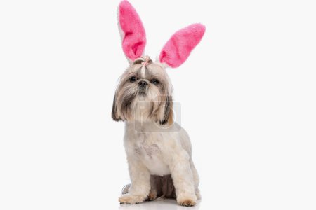 Photo for Sweet little shih tzu puppy wearing pink bunny ears headband and sitting in front of white background in studio - Royalty Free Image