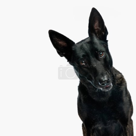 cutout picture of adorable dutch shepherd dog looking forward and being happy in front of white background in studio