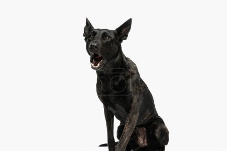 Photo for Upset dutch shepherd dog sitting in front of white background, looking up and barking - Royalty Free Image