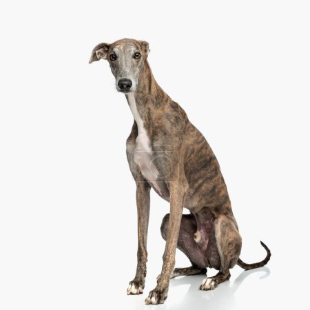 Photo for Lovely greyhound puppy with skinny legs sitting and looking forward in front of white background in studio - Royalty Free Image