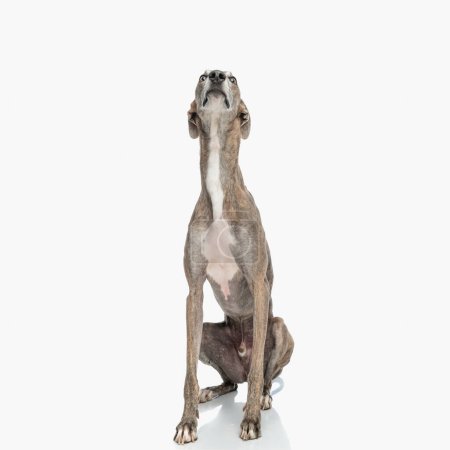 Photo for Adorable greyhound puppy with long legs looking up in an eager way in front of white background - Royalty Free Image