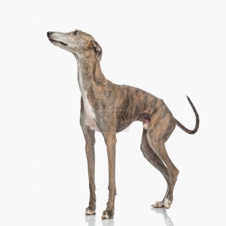 Photo for Side view of hunting dog with thin legs looking up side and standing in front of white background in studio - Royalty Free Image