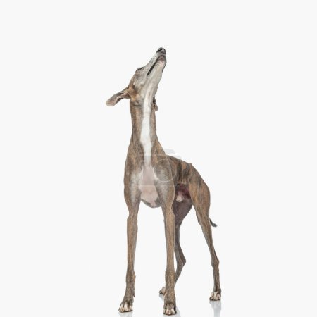 Photo for Eager skinny greyhound dog with thin legs looking up and being curious while standing in front of white background in studio - Royalty Free Image