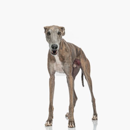 Photo for Cute thin english greyhound dog opening mouth and barking, being on guard while standing in front of white background in studio - Royalty Free Image