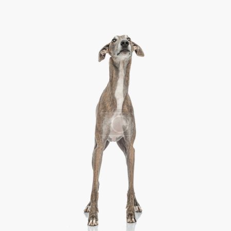 Photo for Sweet skinny greyhound dog with thin legs looking up and being eager  while standing in front of white background in studio - Royalty Free Image