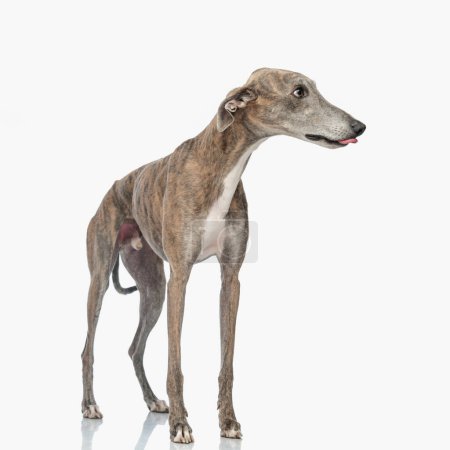 Téléchargez les photos : Adorable chien de chasse anglais sortant de la langue, haletant et regardant de côté tout en se tenant devant fond blanc en studio - en image libre de droit