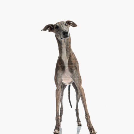 surprised english greyhound puppy with long legs looking away and being on guard in front of white background