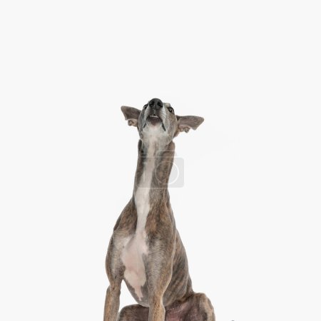 Photo for Curious english hound dog sitting and looking up in an eager way while posing in front of white background in studio - Royalty Free Image
