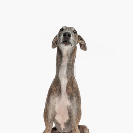 Photo for Cute greyhound dog with thin legs looking up and being curious and eager while sitting in front of white background in studio - Royalty Free Image
