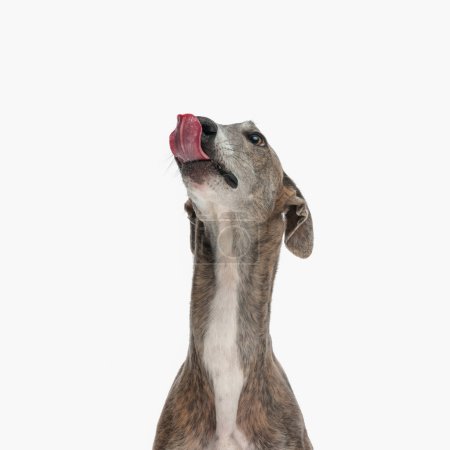 Photo for Sweet greyhound dog with tongue out licking nose and looking up waiting for food in front of white background - Royalty Free Image