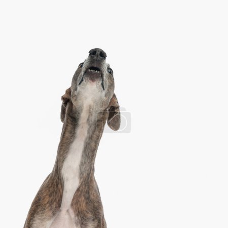 Photo for Eager english greyhound looking up and being curious in front of white background - Royalty Free Image