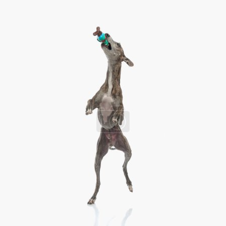 Photo for Playful english hound dog standing on back legs and playing throw and catch with a toy in front of white background in studio - Royalty Free Image