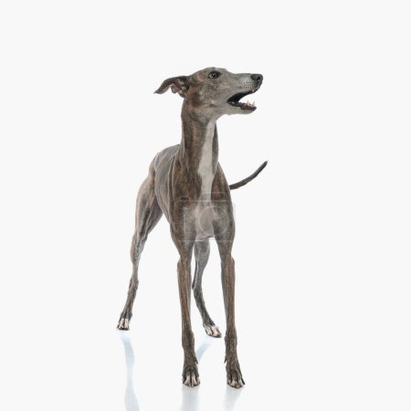 Photo for Upset english greyhound hunting dog looking to side and barking while standing in front of white background in studio - Royalty Free Image