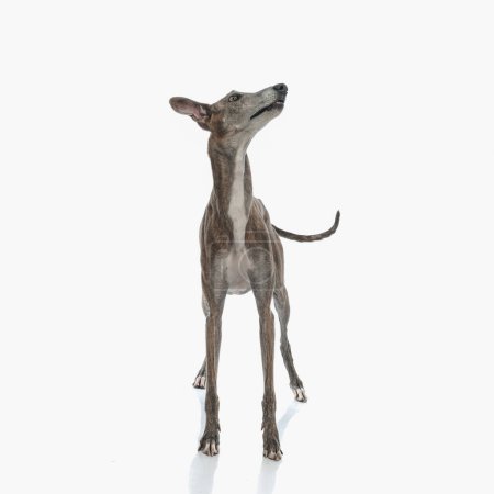 Photo for Eager greyhound dog with thin legs looking up side and being excited, standing in front of white background - Royalty Free Image