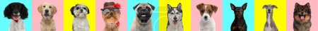 Téléchargez les photos : Collage de photos avec des chiens adorables devant fond bleu, jaune et rose - en image libre de droit